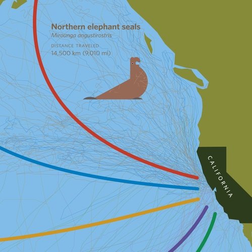 facts about elephant seals in piedras blancas